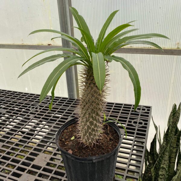 10" Palm Madagascar