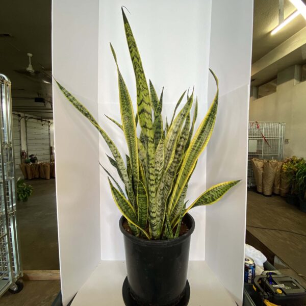 14" Sansevieria