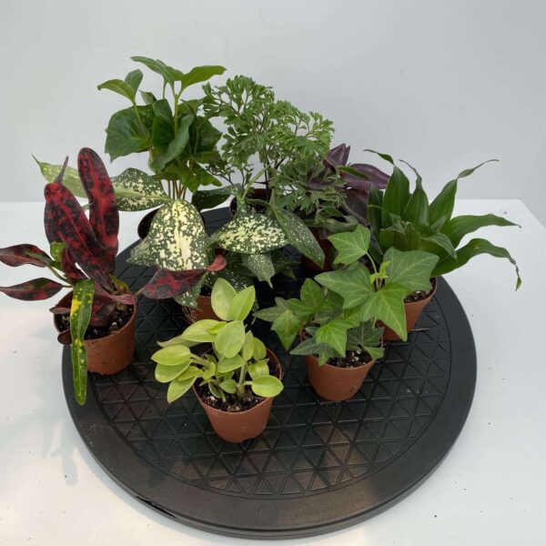 2" Terrarium Foliage