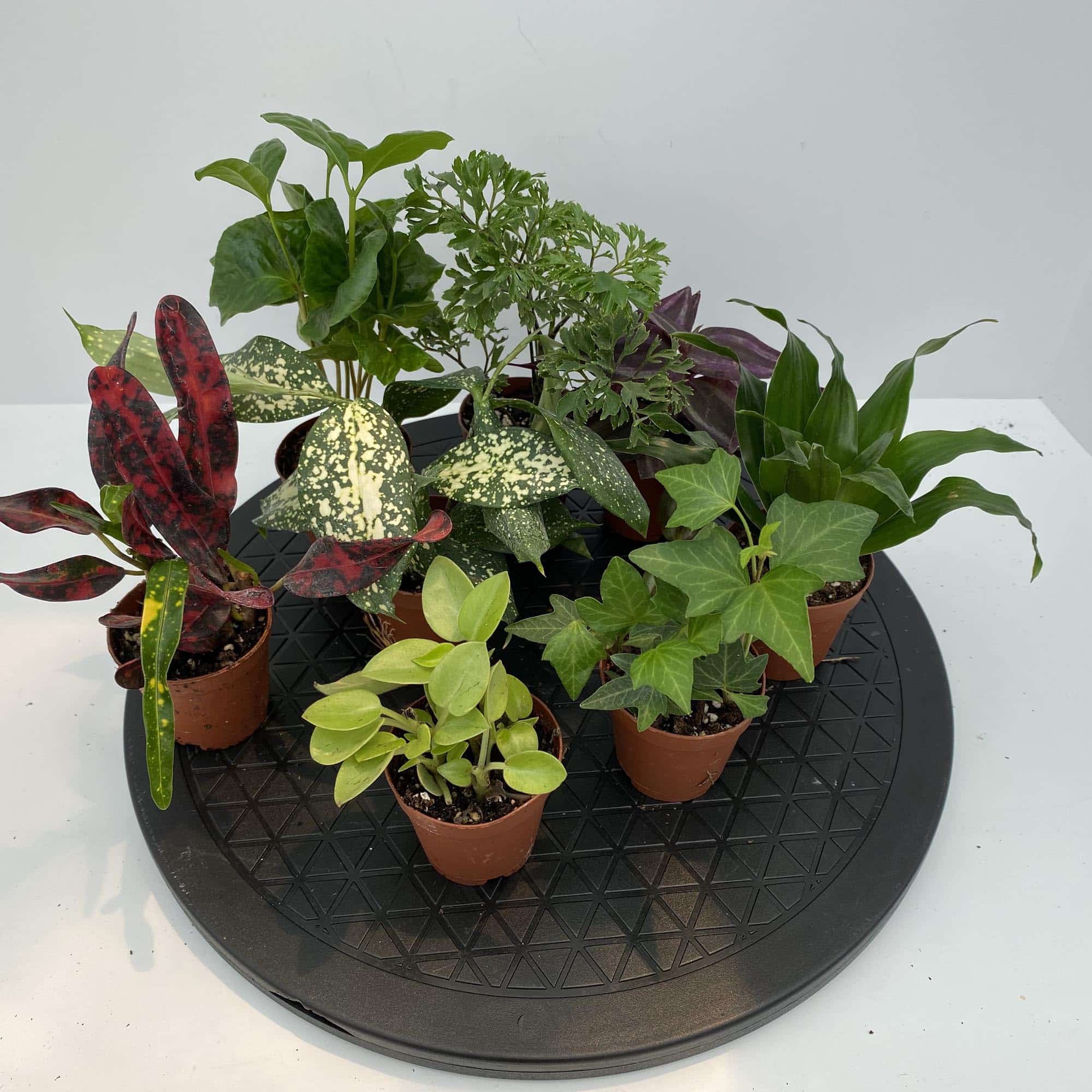 Buy Terrarium Plants For Sale