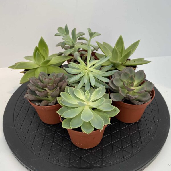 3" Succulent