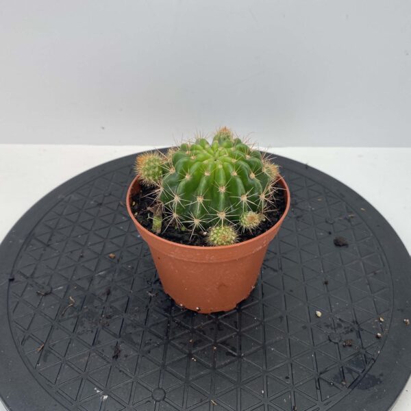 4" Cactus - Image 4