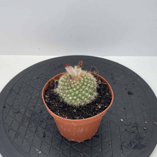 4" Cactus - Image 3