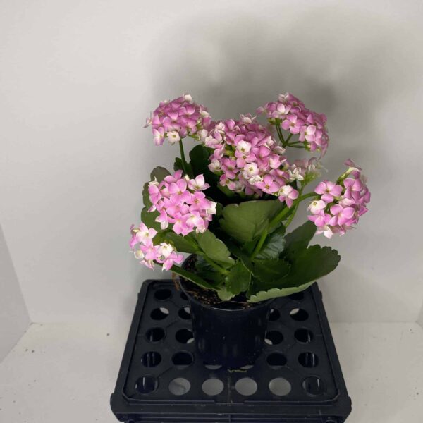 4" Kalanchoe - Image 3