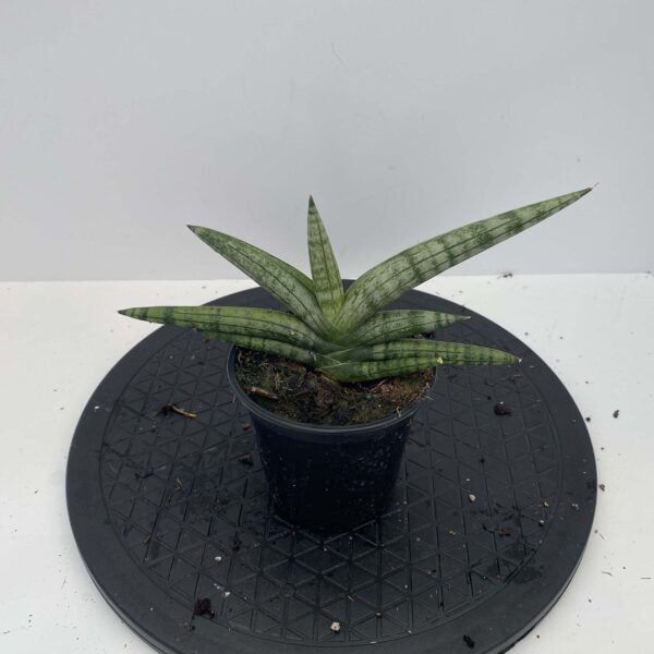4" Sansevieria Starfish
