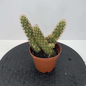 4" Cactus