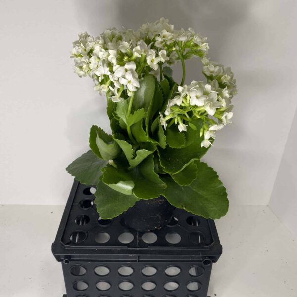 4" Kalanchoe - Image 2