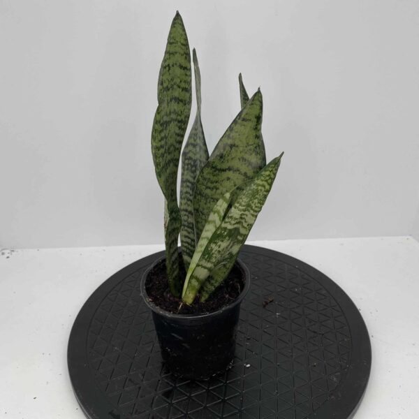4" Sansevieria Zeylanica
