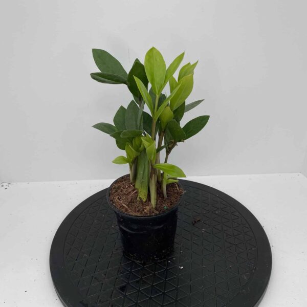4" ZZ Plant