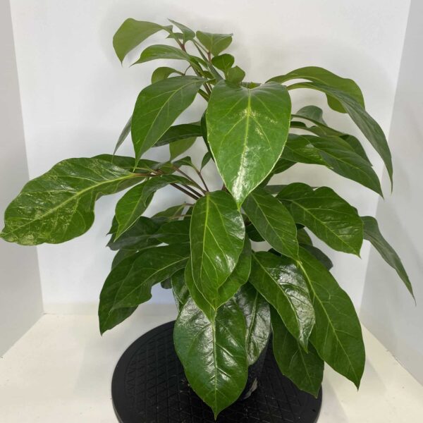 6" Alpine Scheff