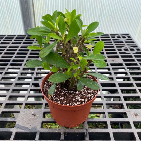6" Crown of Thorns