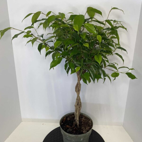6" Ficus (Braid)