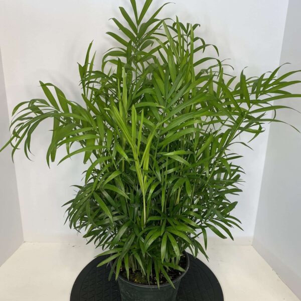 6" Palm Neanthe Bella