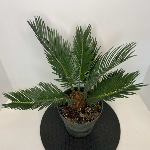 6" Palm Sago