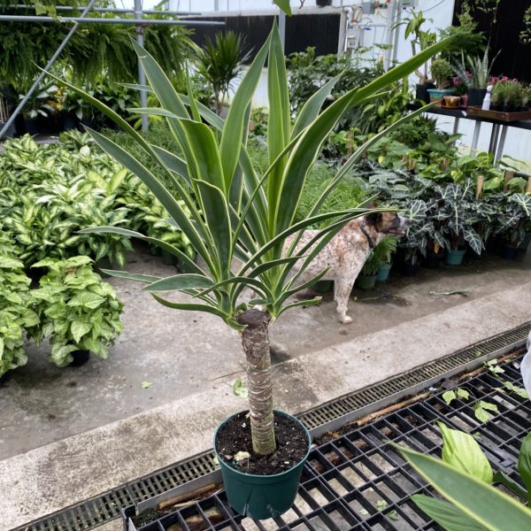 6" Yucca