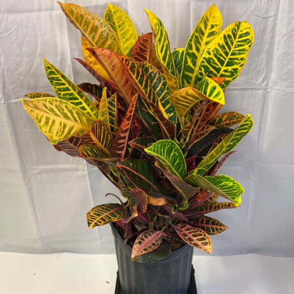 8" Croton Petra
