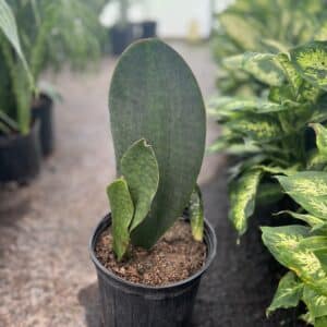 10" Sansevieria Whale Fin