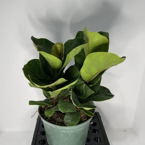 6" Fiddle Fig (Bush) - Image 2