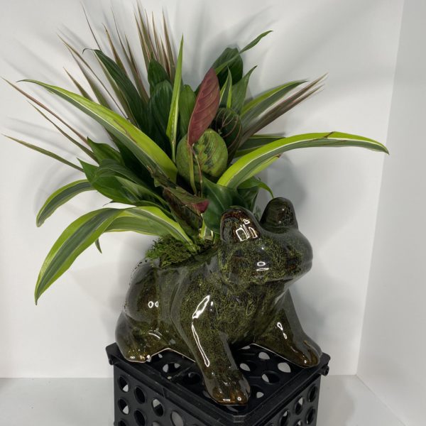 Frog Garden