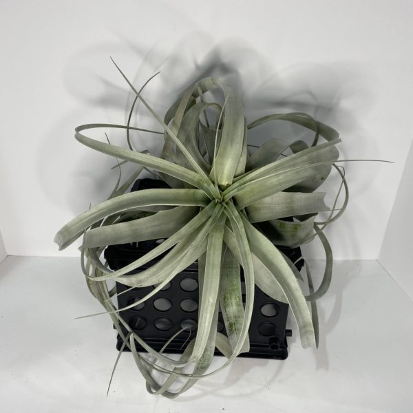 Air Plant  - Xero - Large