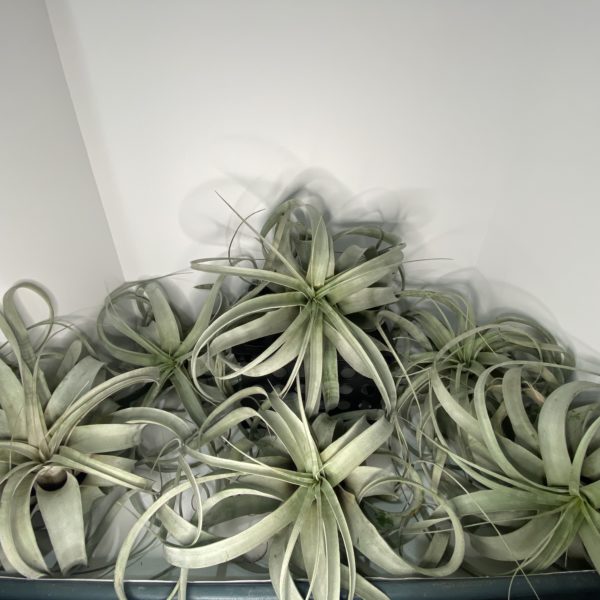 Air Plant  - Xero - Large - Image 2