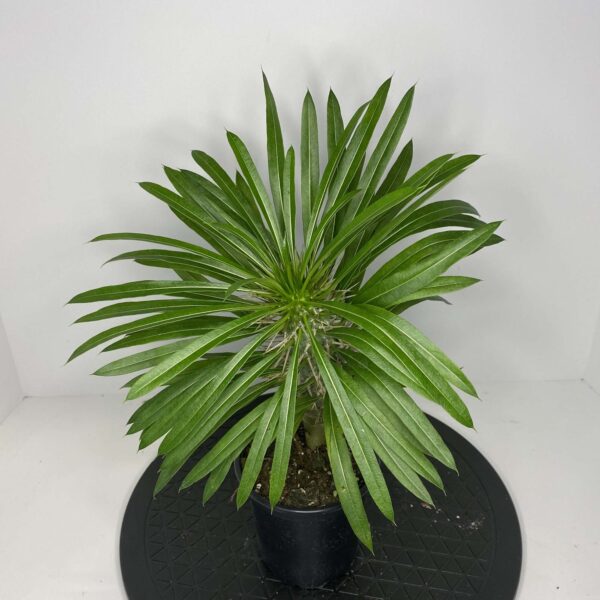 4" Palm Madagascar