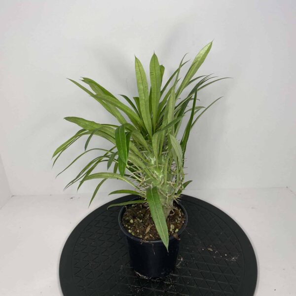 4" Palm Madagascar - Image 2