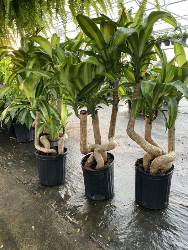 8" Mass Cane Corn (Twist)