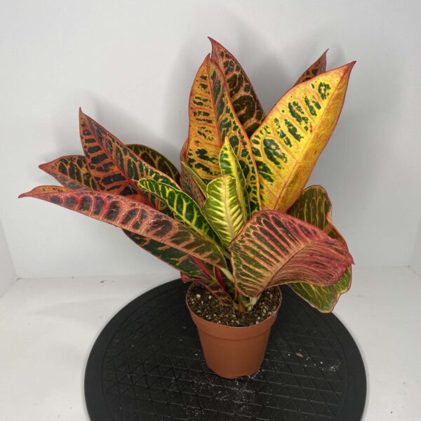 4" Croton Petra