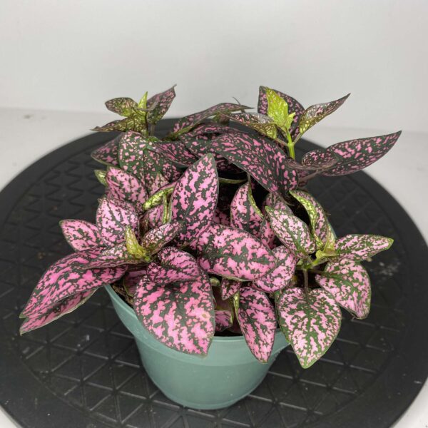 4" Pink Splash