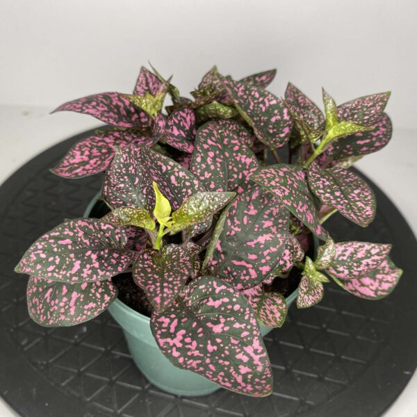 4" Pink Splash - Image 2