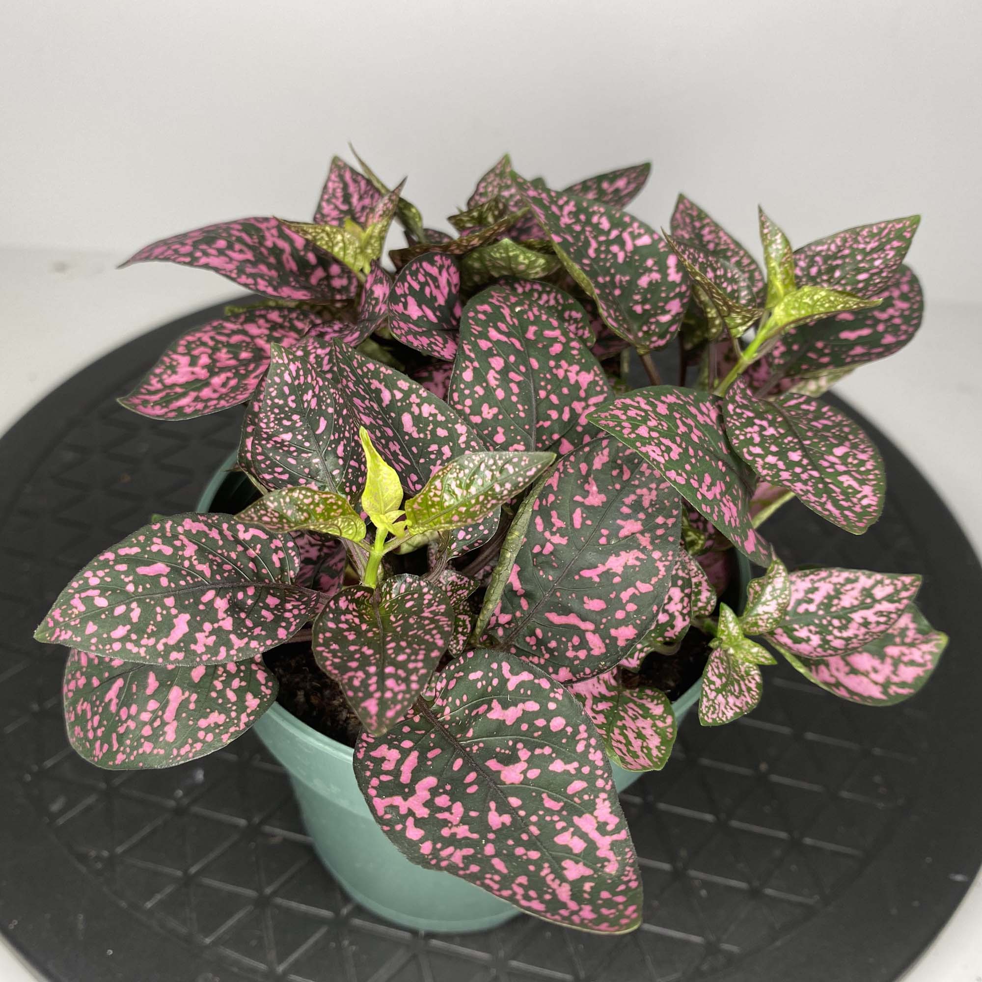 4″ Pink Splash – The Plant Factory Wholesale Tropical Plants