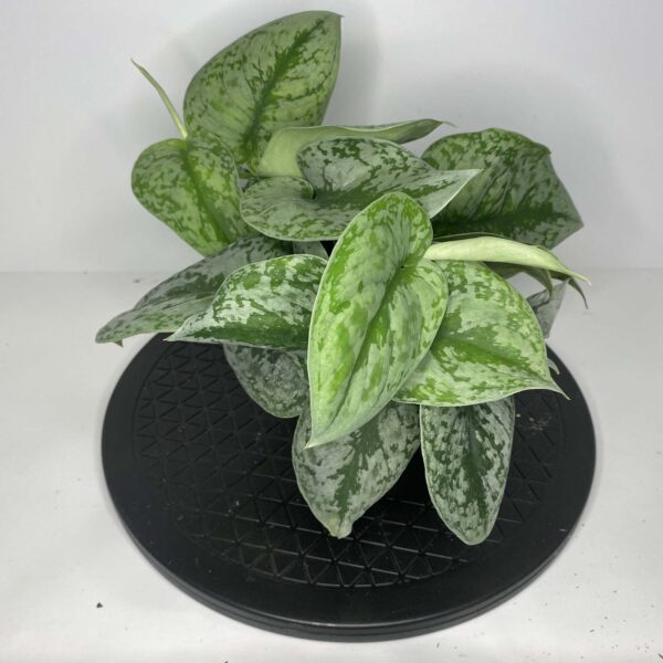 4" Scindaptus Philly
