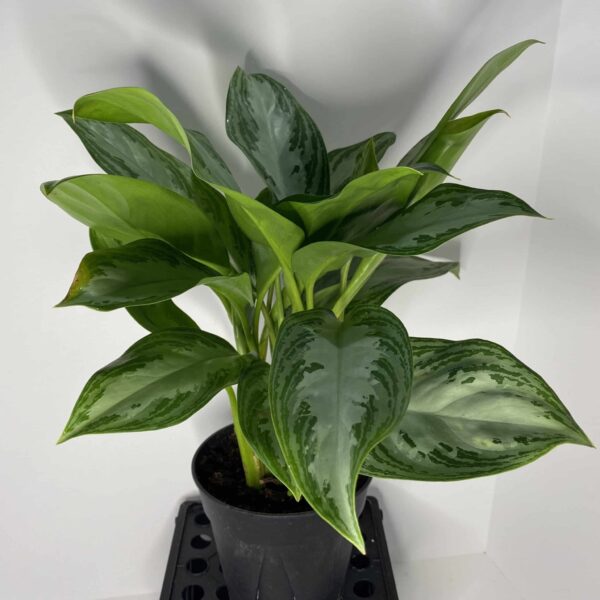 6" Aglaonema Hybrid