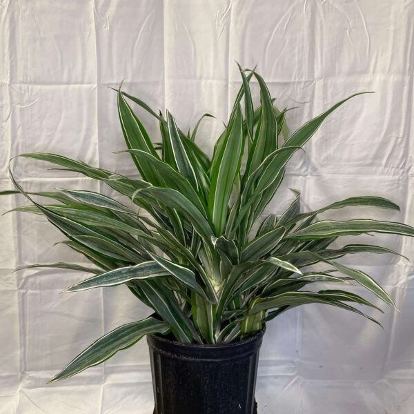 8" Dracaena Ulysses