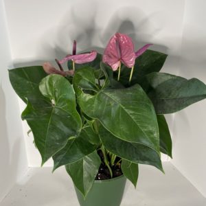 6" Anthurium Assorted