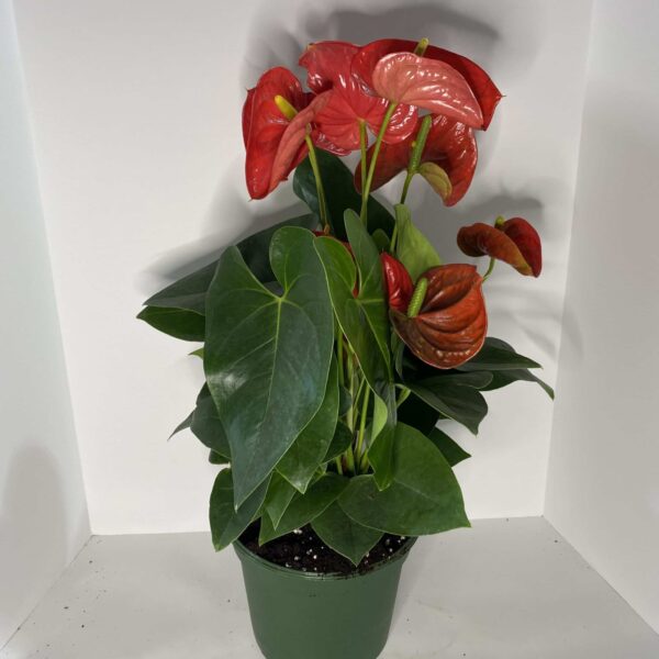 6" Anthurium Assorted - Image 3
