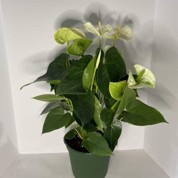 6" Anthurium Assorted - Image 2