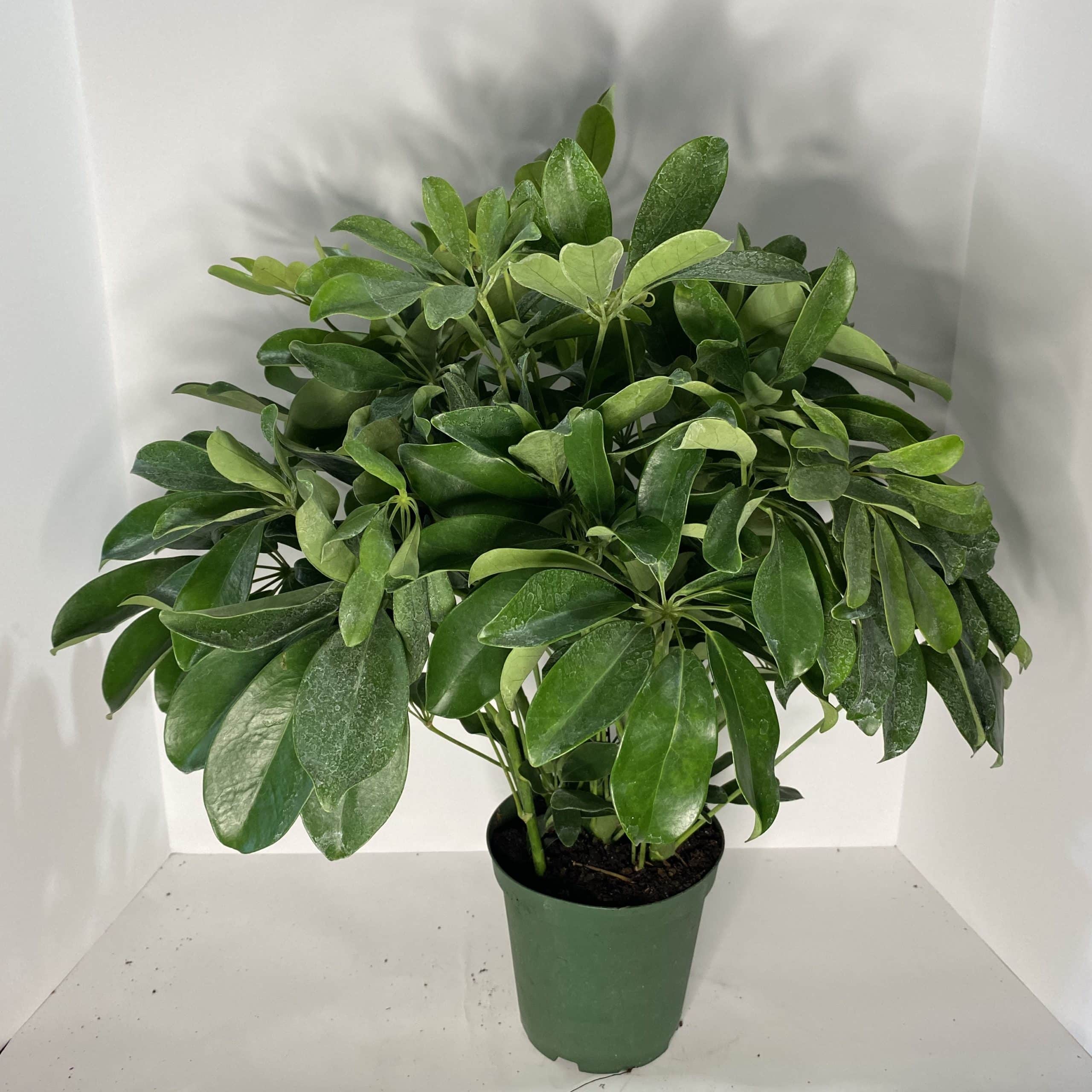 6" Arb Green