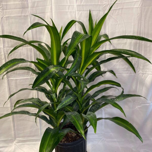 8" Hawaiian Sun Shine