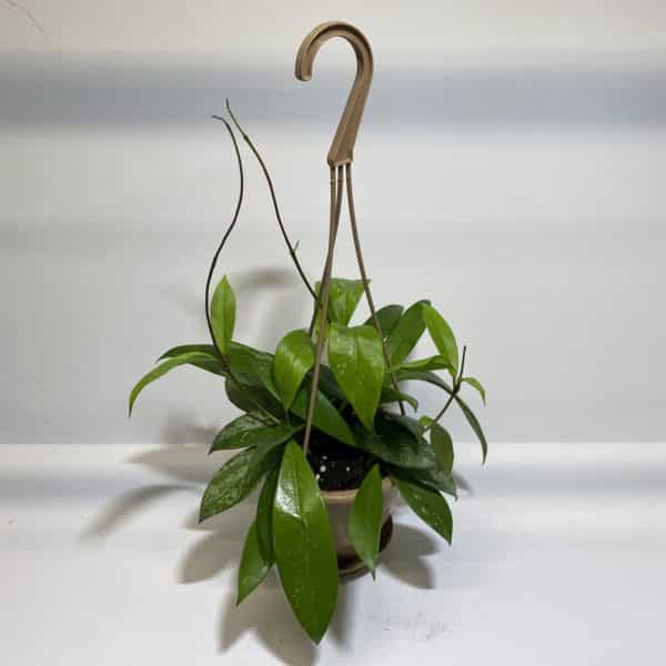 4" HB Hoya - Image 2