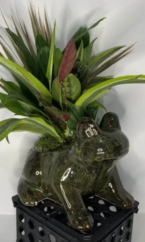 Frog Garden