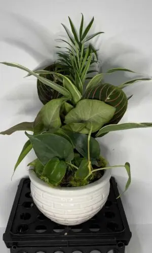 small ceramic planter garden