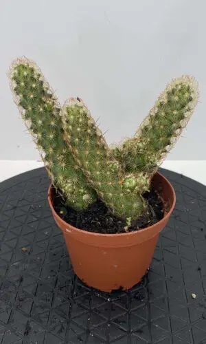 4" Cactus