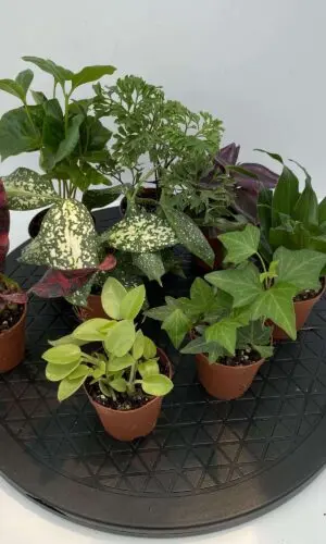2" Terrarium Foliage