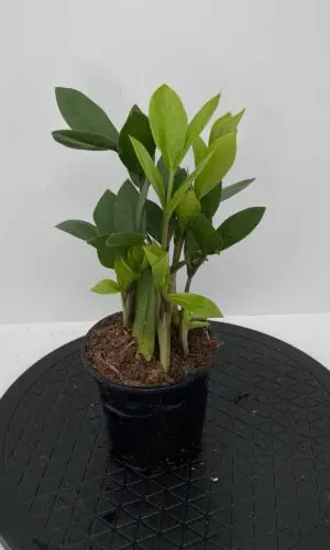 4" ZZ Plant
