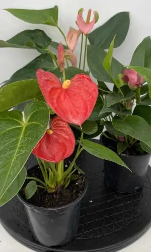 4" Anthurium