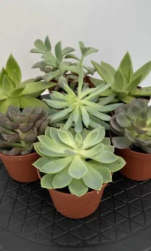 3" Succulent