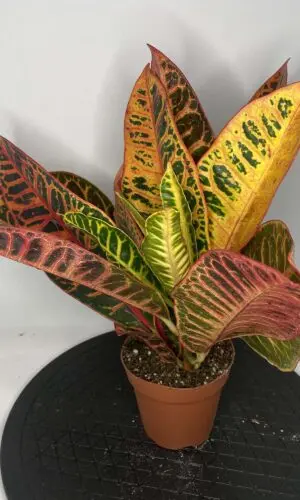 4" Croton Petra