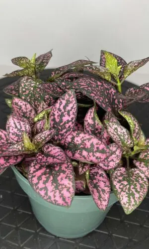 4" Pink Splash